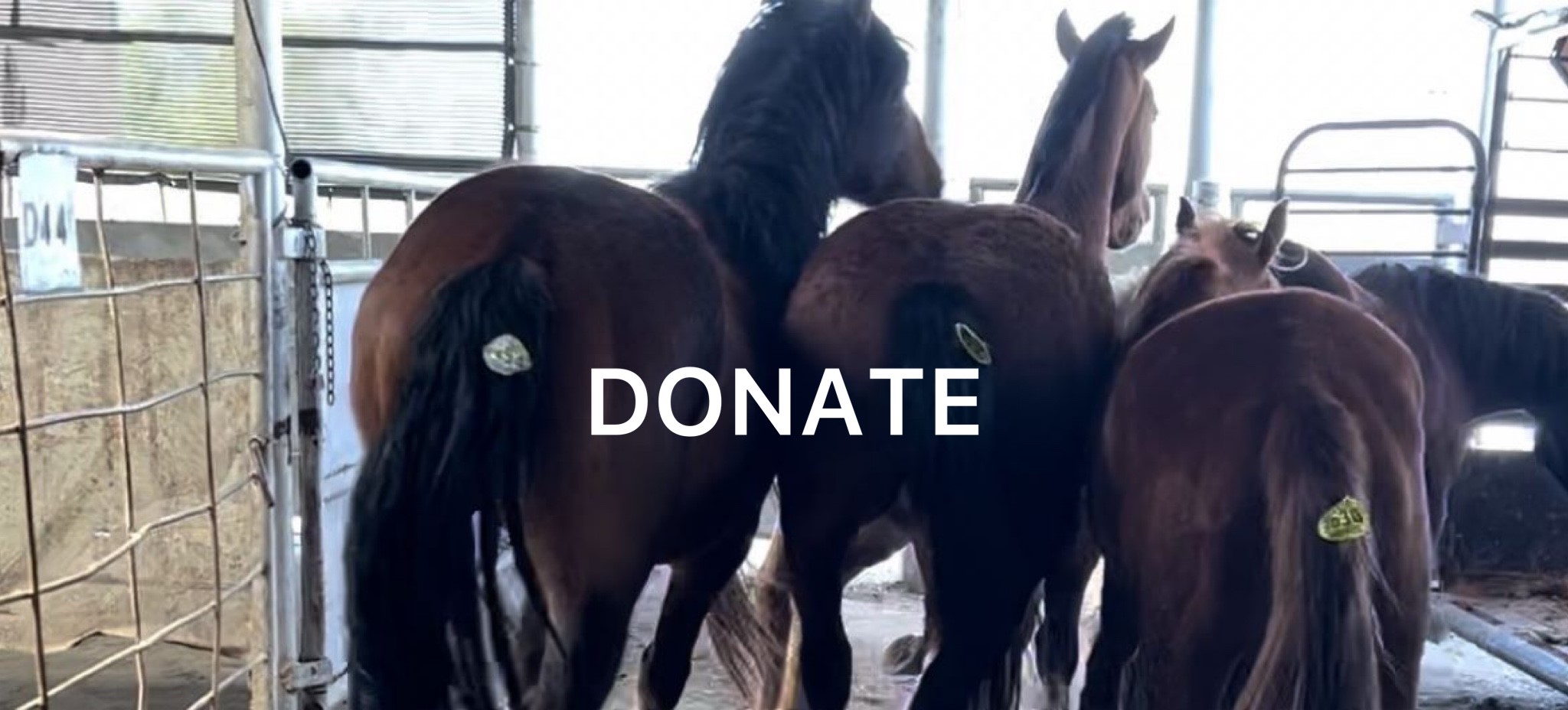 Liberty Sanctuary, 501c3 Equine Nonprofit